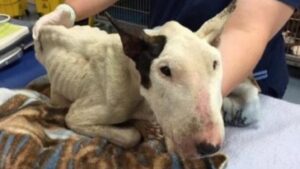 Bull Terrier maltrattato e ferito combatte per la sopravvivenza