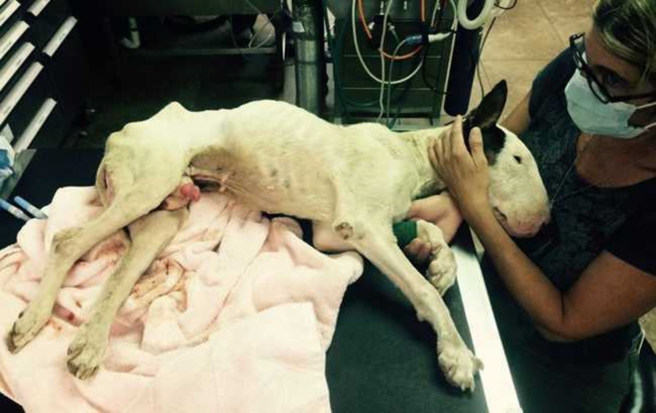 Bull Terrier in disperate condizioni