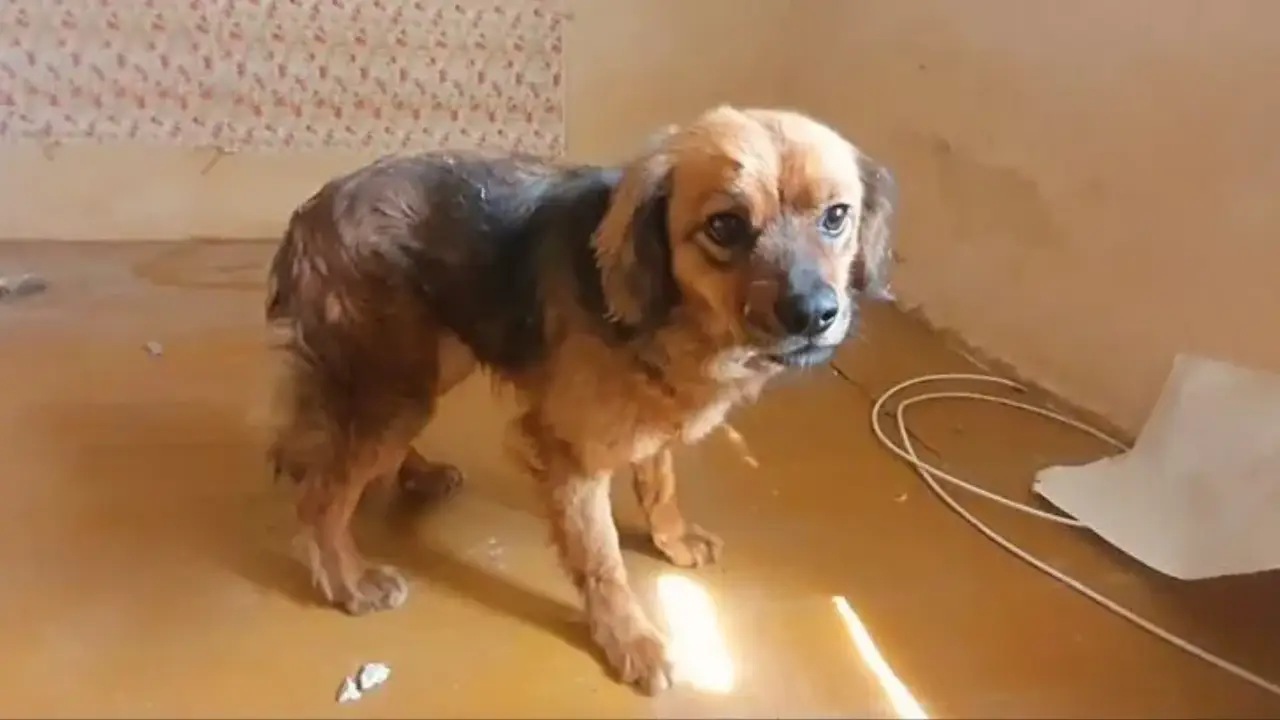 Cagnolina non vuole lasciare la sua casa