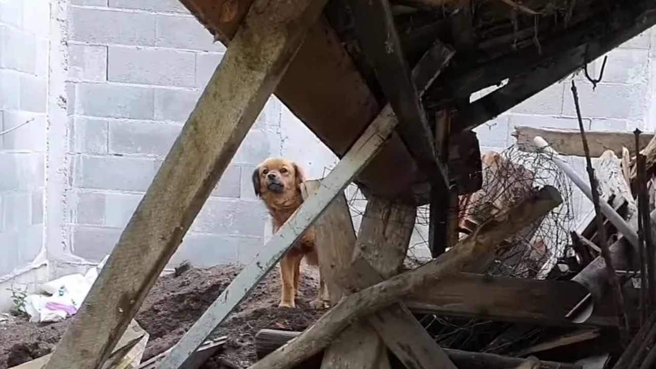 Cagnolina non vuole lasciare la sua casa