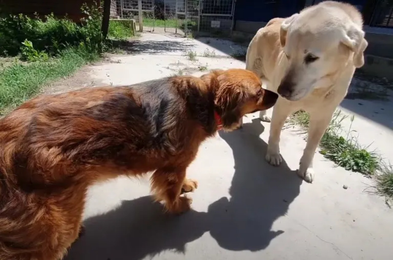 Cagnolina non vuole lasciare la sua casa