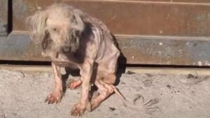 Volontario salva cagnolino denutrito e senza pelo: la trasformazione è straordinaria (VIDEO)