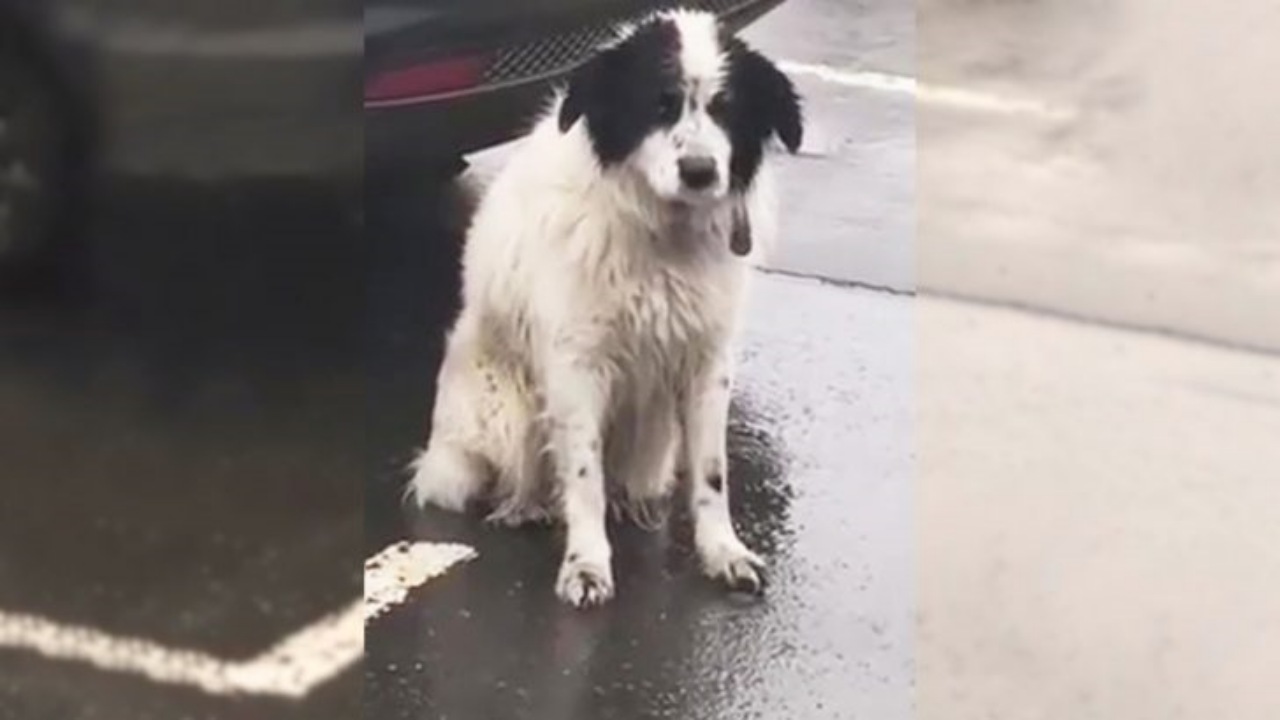 Cagnolino abbandonato sotto la pioggia