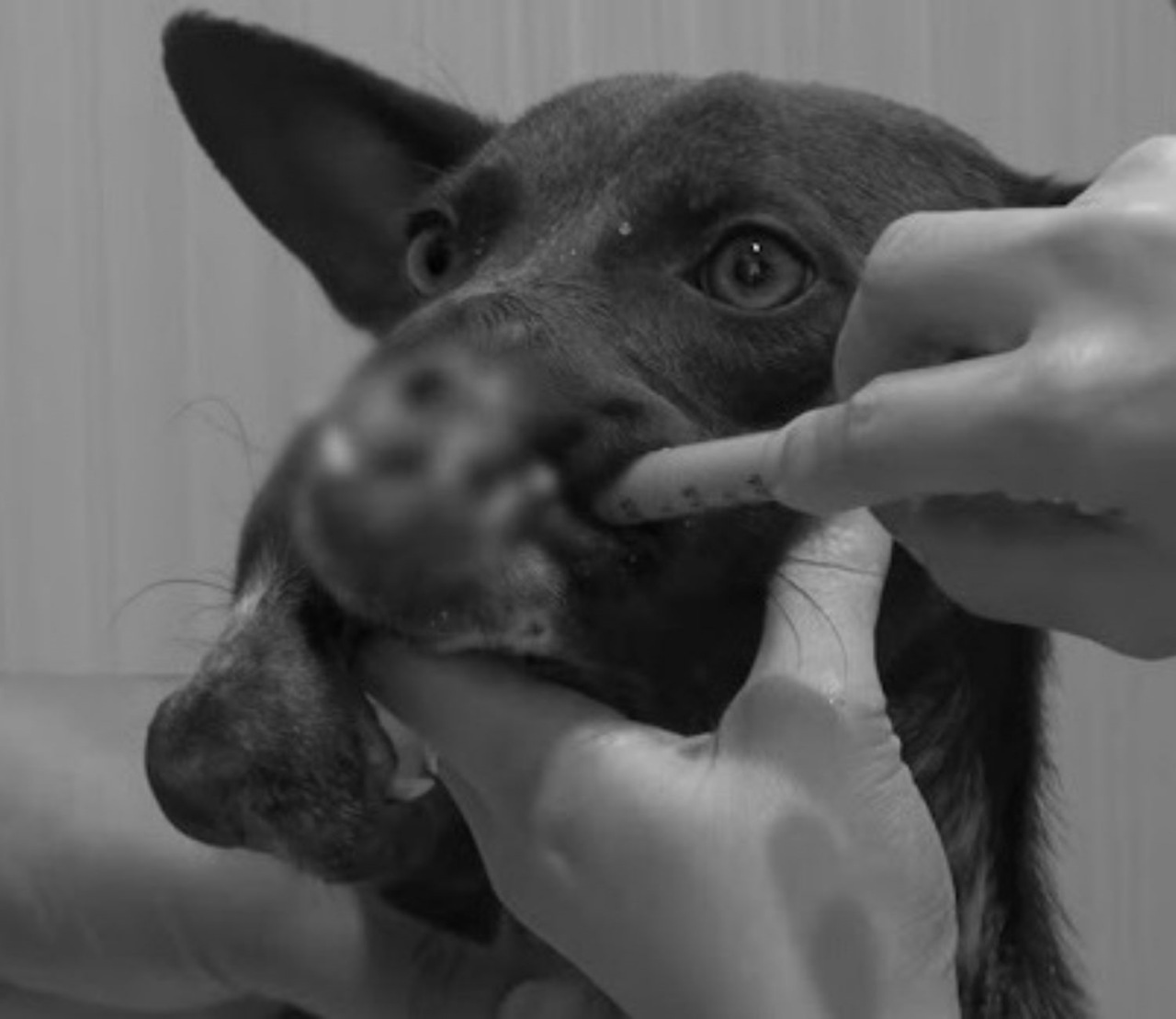 Cagnolino salvato nonostante il naso tagliato