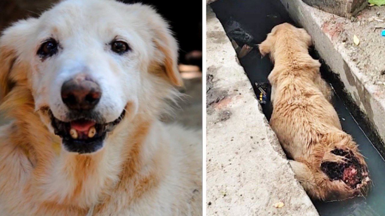 Cane anziano salvato dalla fogna