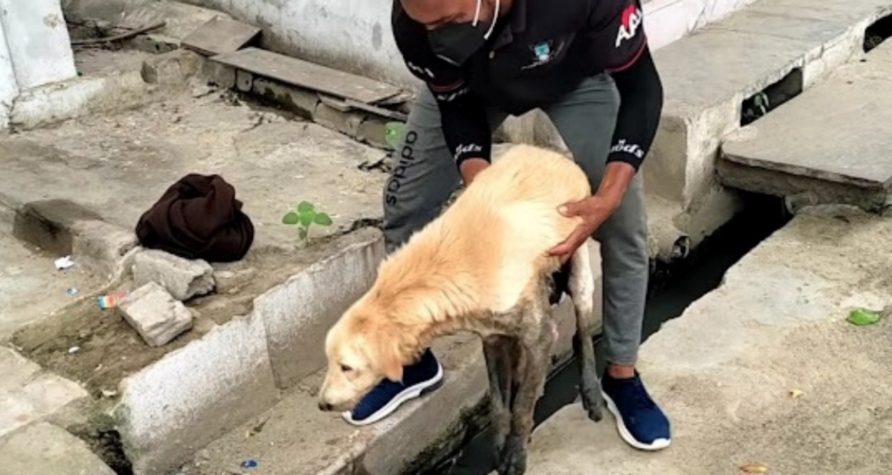 Cane anziano salvato dalla fogna