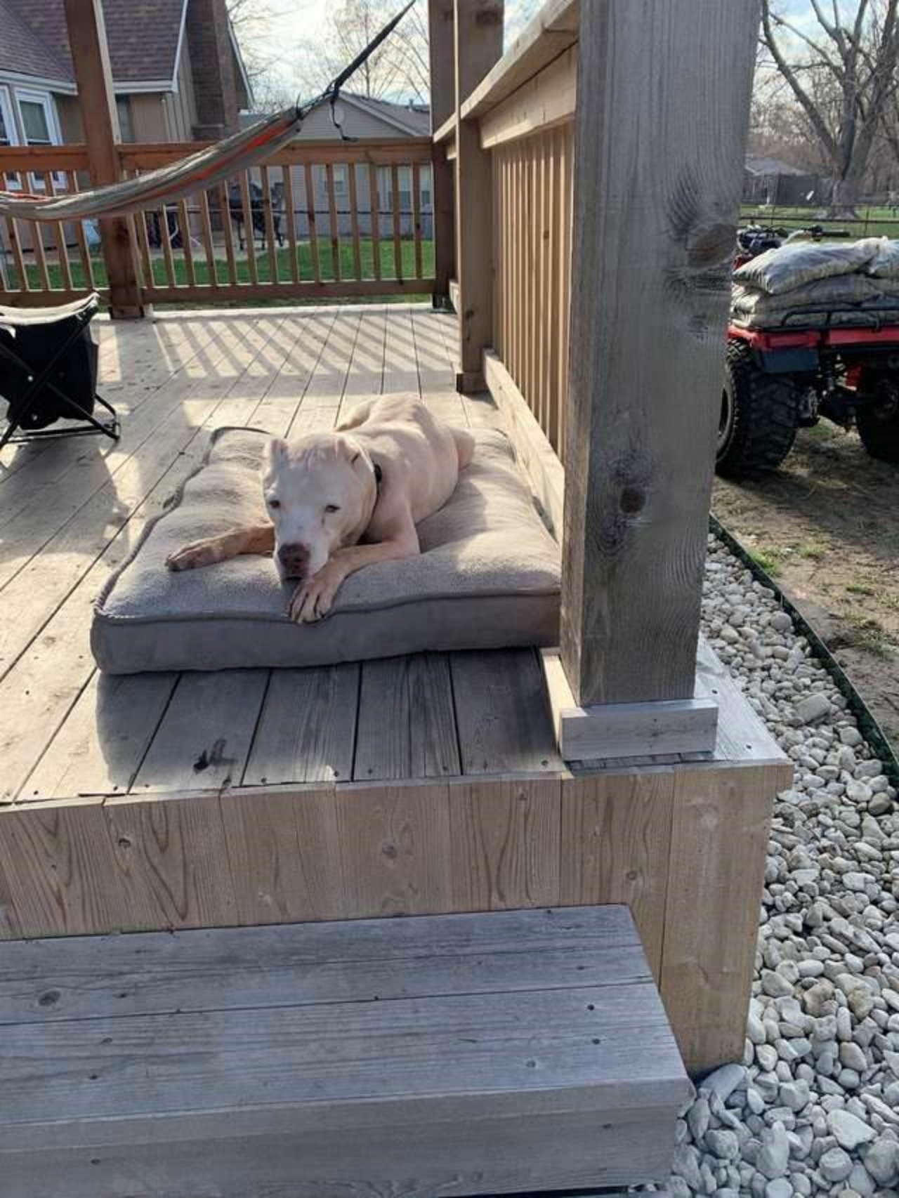 Cane anziano salvato dal postino