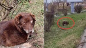 Proprietario lo abbandona per strada: cane cieco rischia la vita ma qualcuno accorre in suo aiuto (VIDEO)