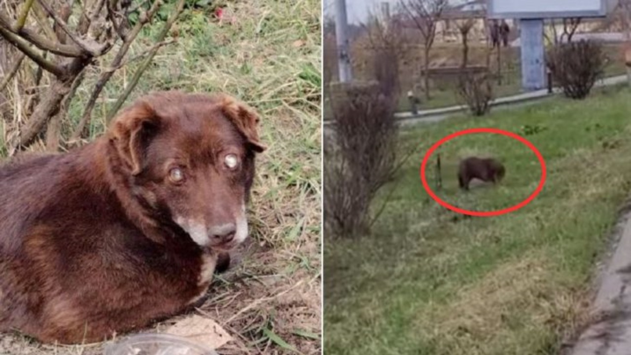 Cane cieco abbandonato per strada