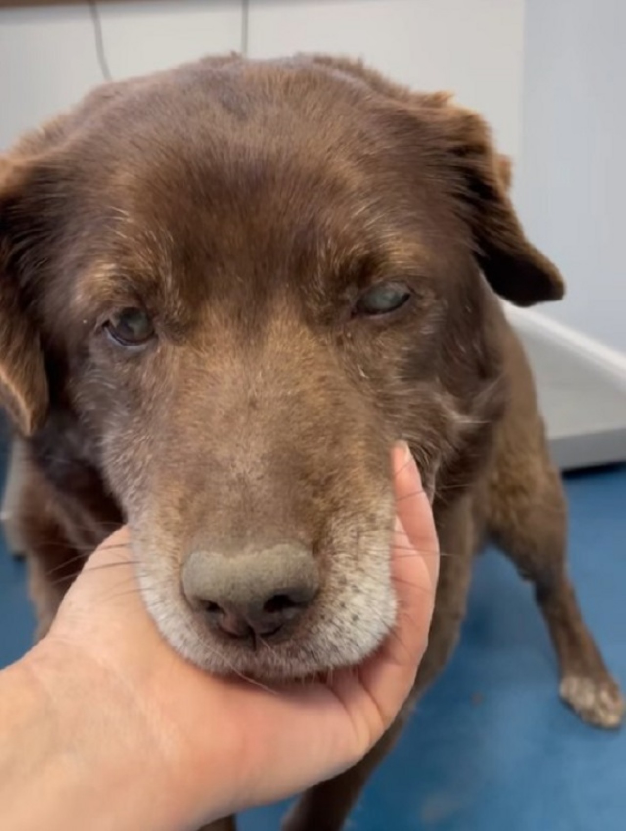 Cane cieco abbandonato per strada