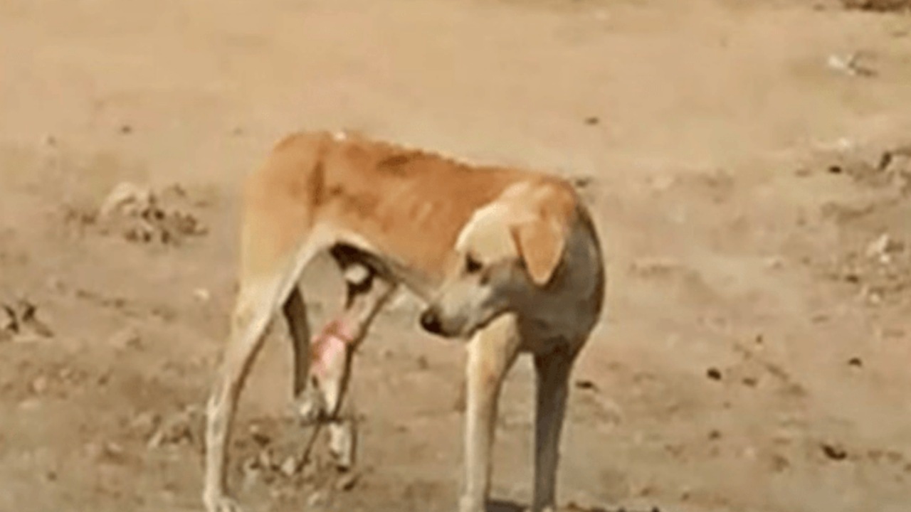 Cane incastrato in una trappola