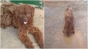 Cittadini si stringono al cuore nel vedere un cane randagio bere acqua piovana e gli offrono una nuova speranza