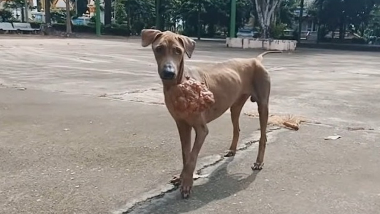 Cane randagio con un tumore