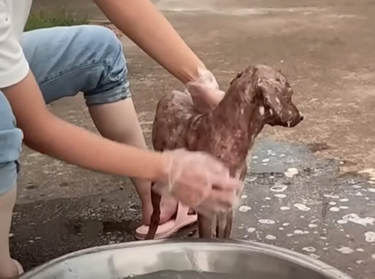 Cane randagio ha una speranza