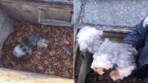 Ritrovato dopo tre giorni: cane fuggito di casa trovato intrappolato in un tombino (VIDEO)