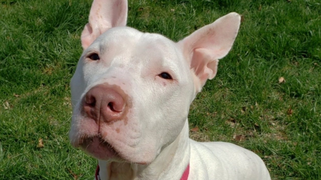 Cane sordo adottato da un anziano signore