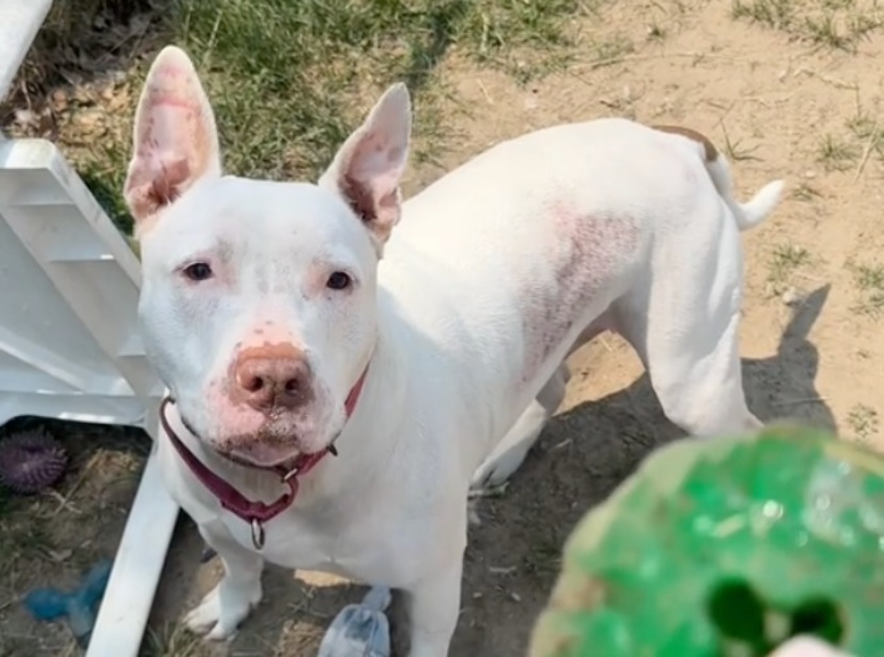 Cane sordo adottato da un anziano signore