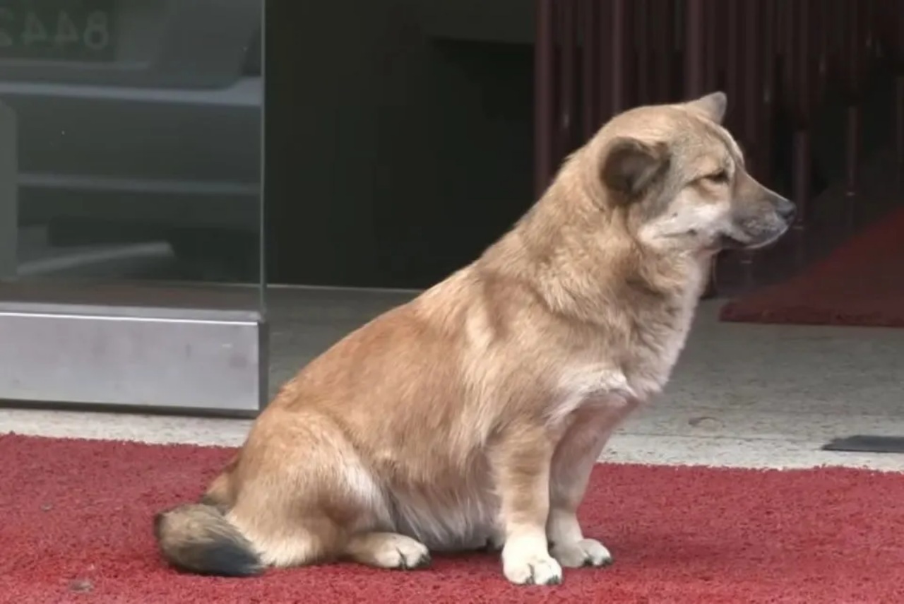 Cane fa amicizia con un gatto randagio