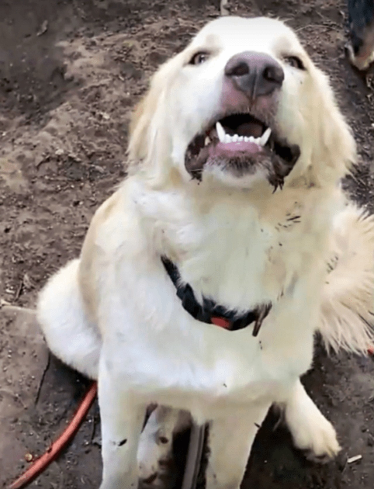 Cane sottratto alla sua famiglia