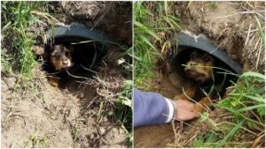 Coppia di giovani in bici soccorre cane randagio con zampa posteriore ferita durante una passeggiata