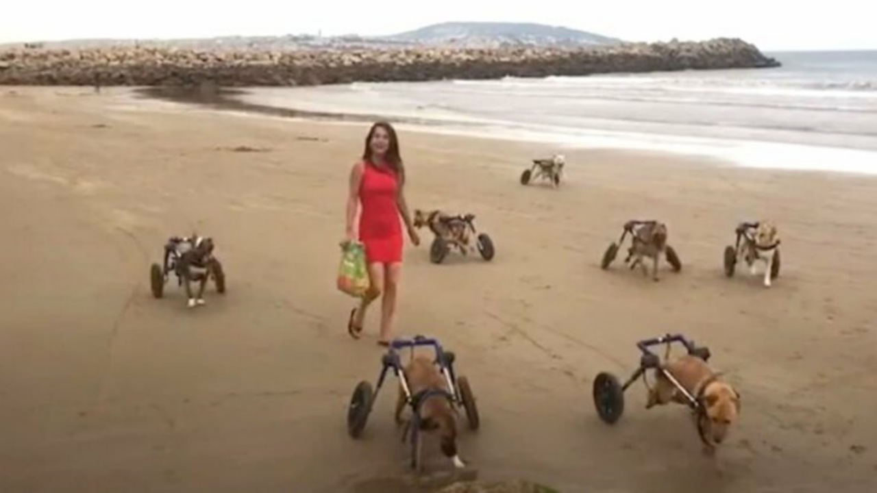 Cani disabili sulla spiaggia