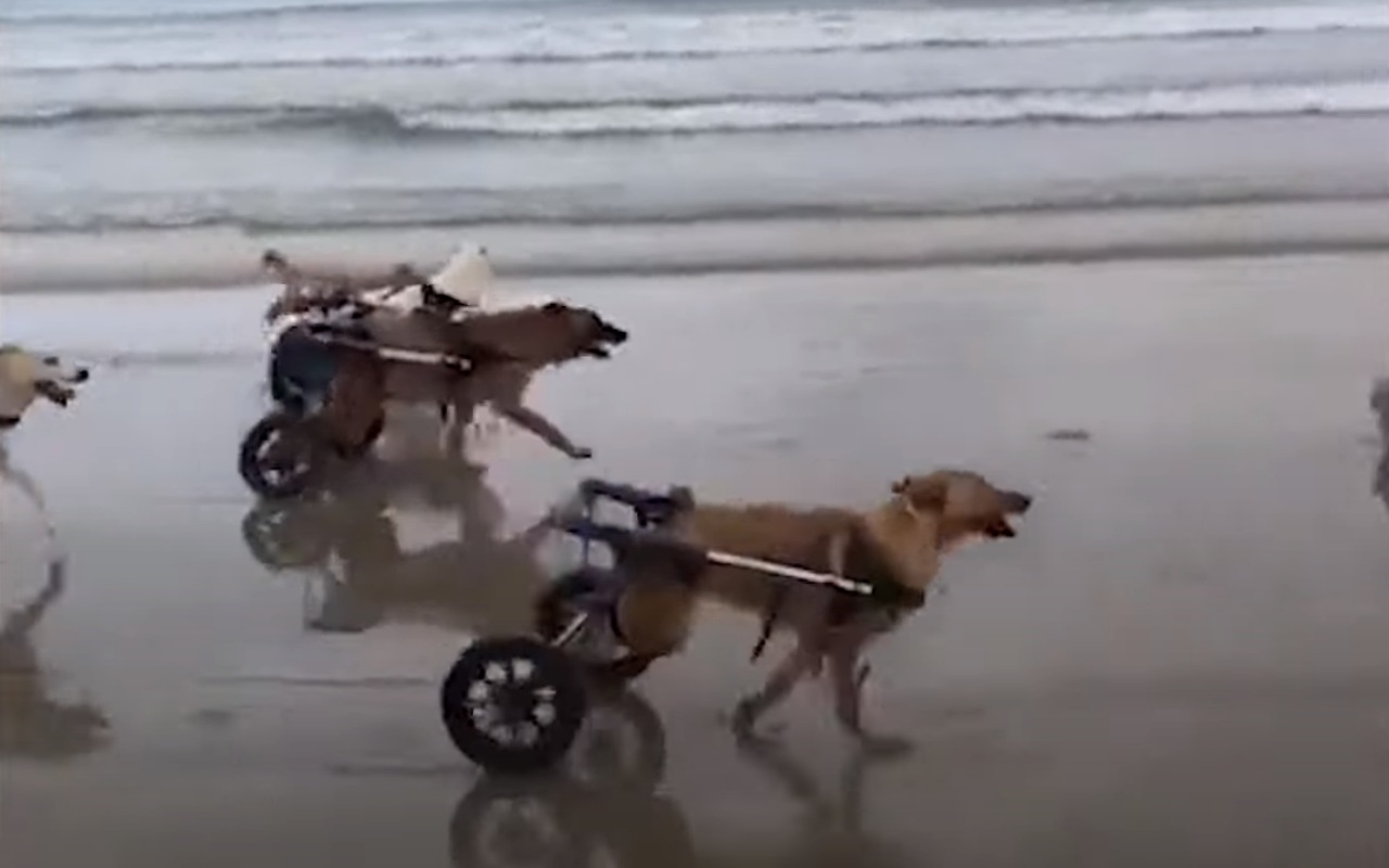 Cani disabili sulla spiaggia