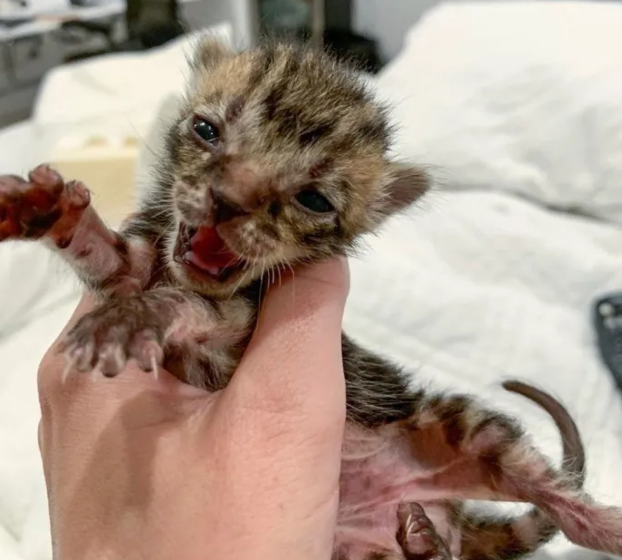 Cinque gattini: uno molto piccolo