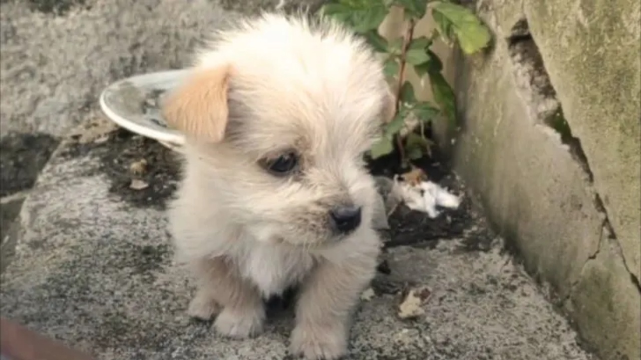 Cucciolo salvato dal freddo