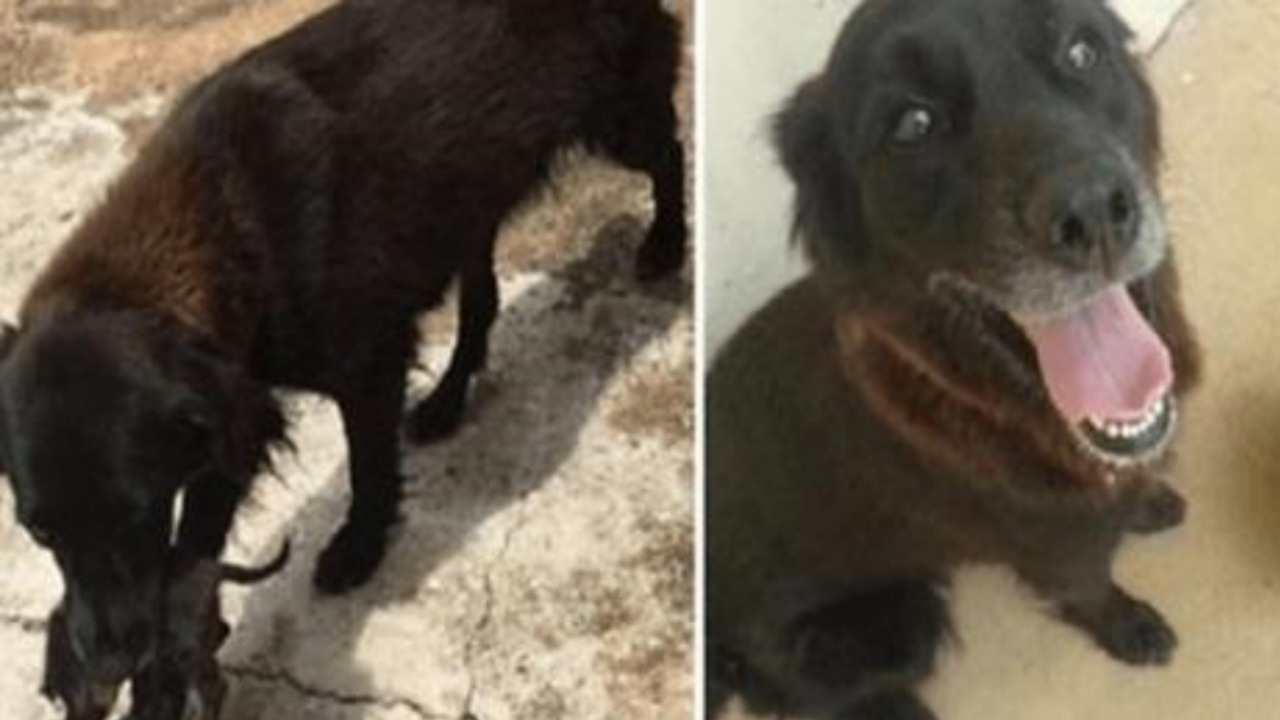 Cucciolo salvato da un altro cane