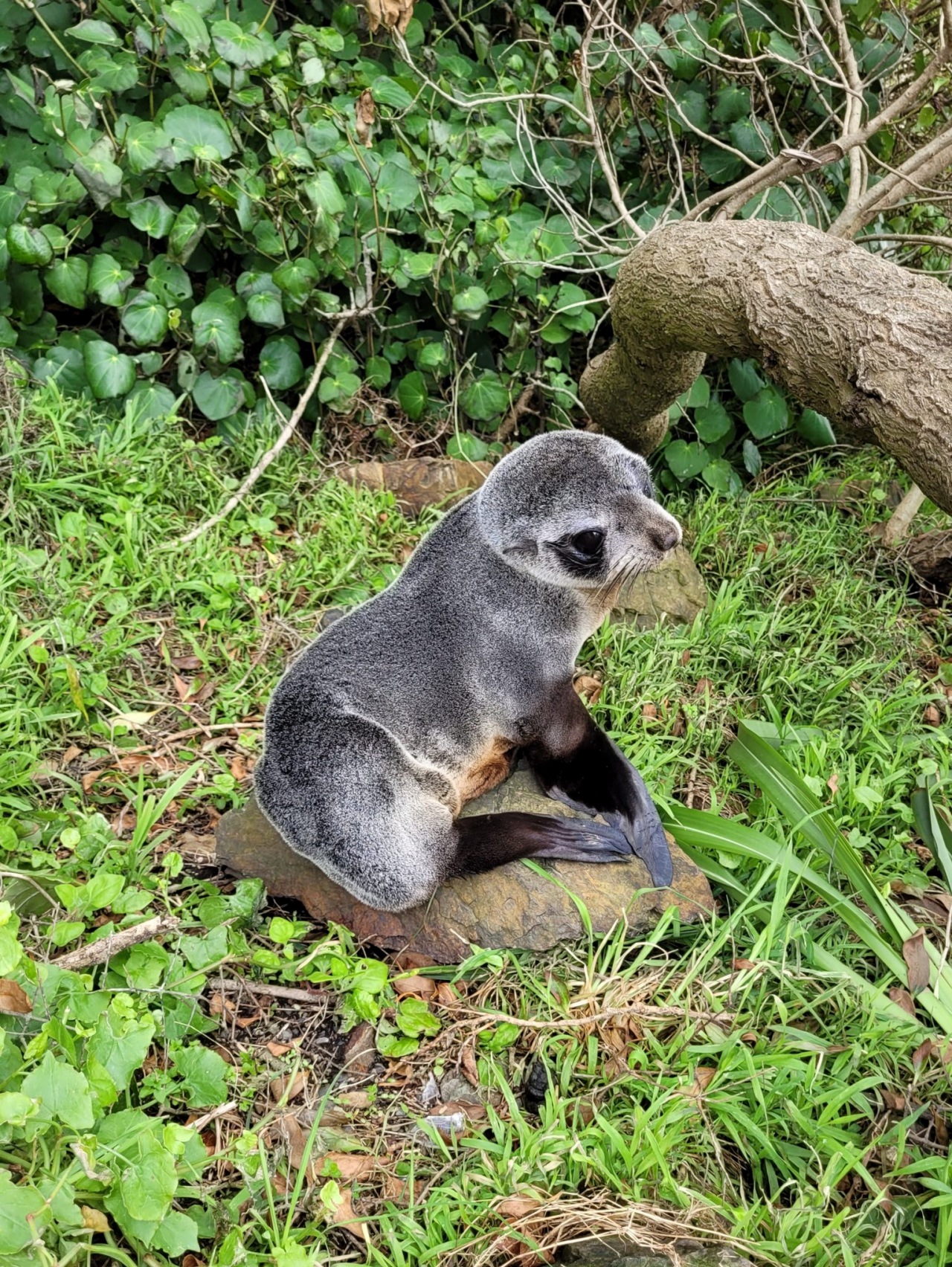 Cucciolo di foca fa visita ad una famiglia