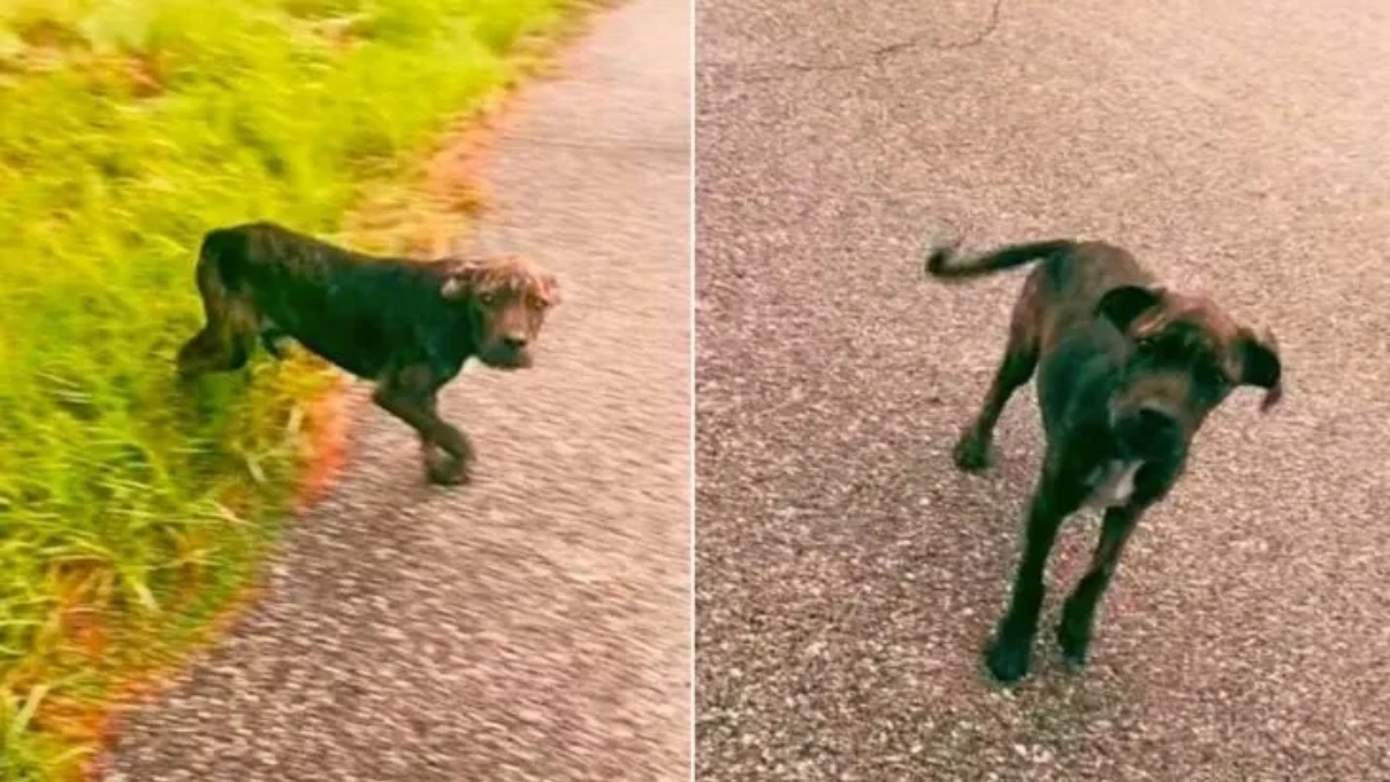 Cucciolo randagio chiede di salvare suo fratello