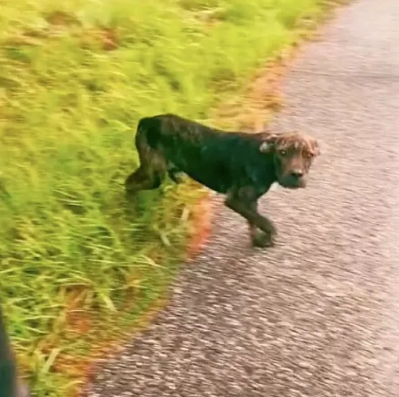 Cucciolo randagio chiede di salvare suo fratello