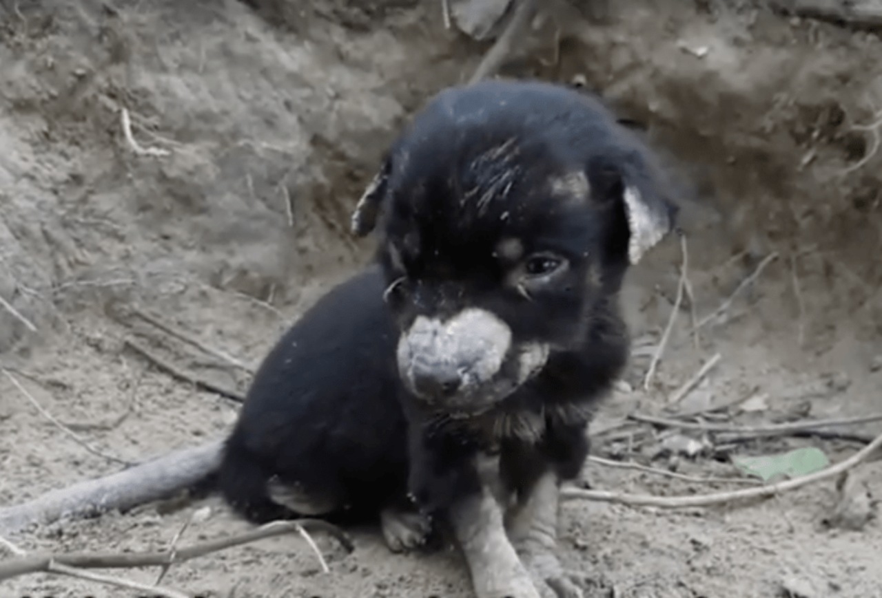 Cucciolo stremato salvato dai soccorritori