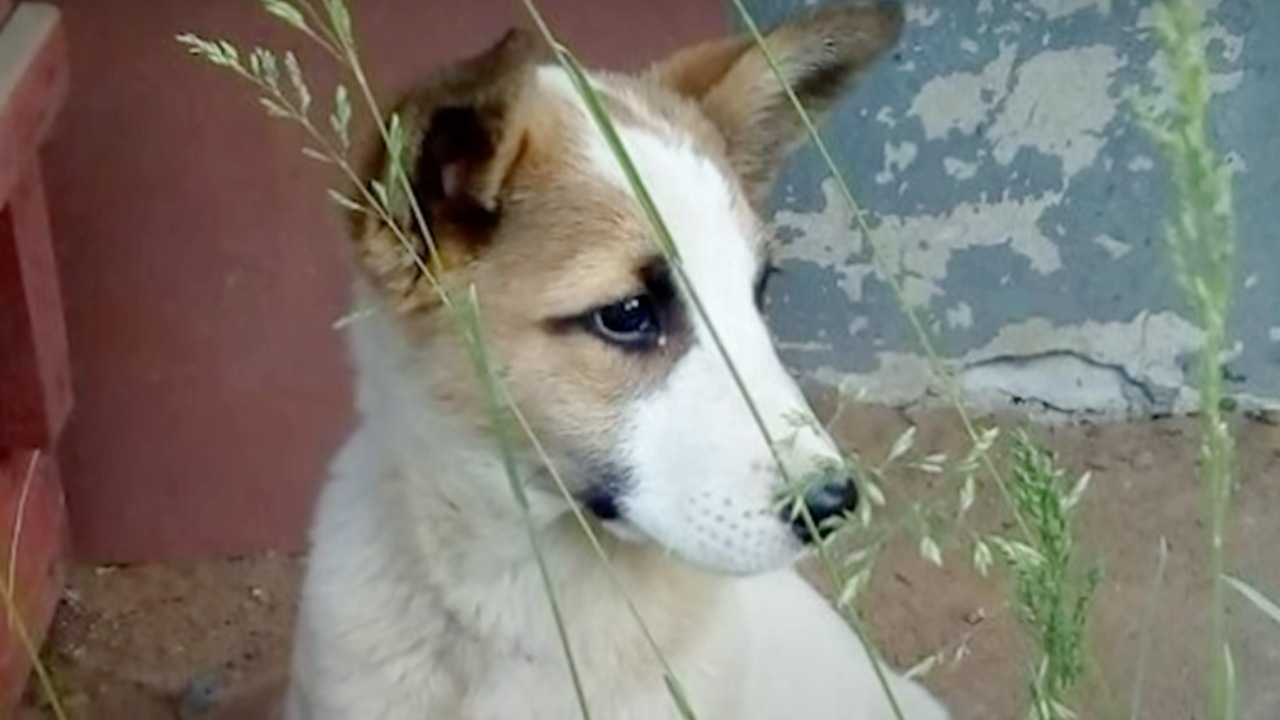 Cucciolo trovato in un cantiere navale