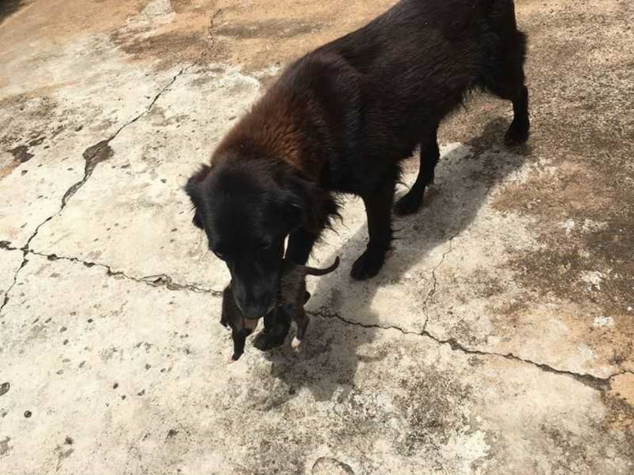 Cucciolo salvato da un altro cane