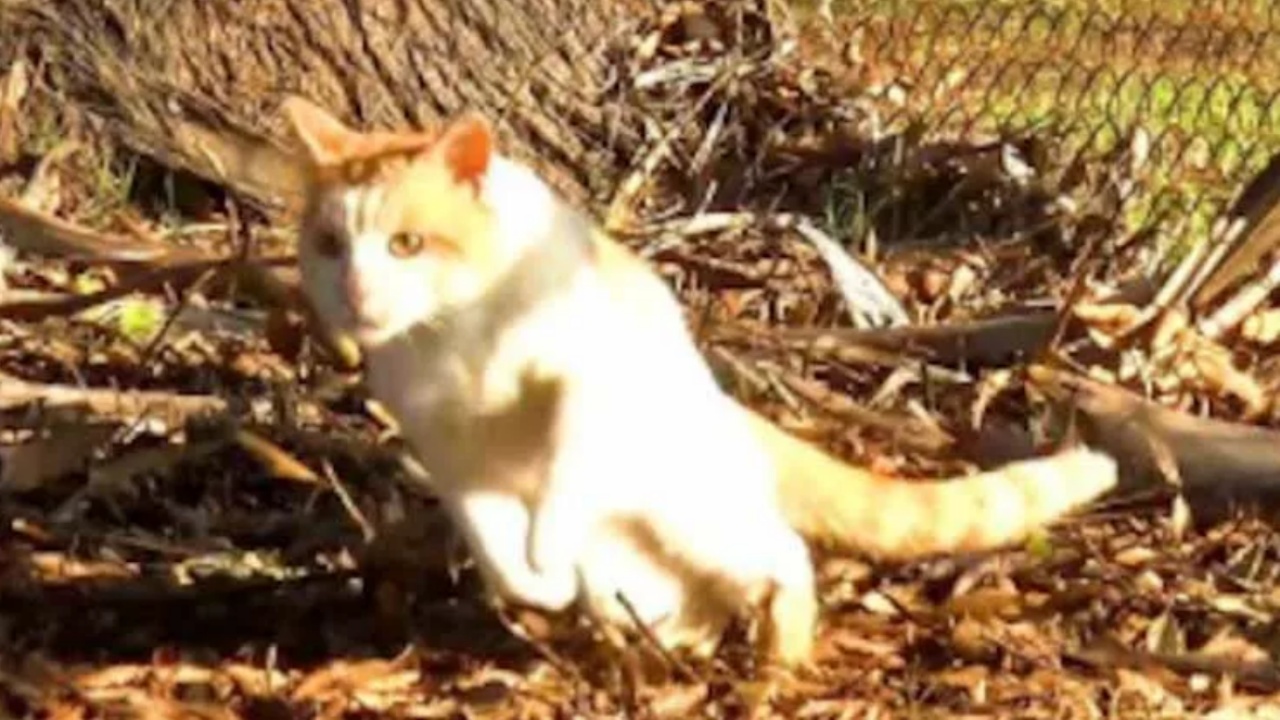 Due gattini tripodi trovano casa insieme