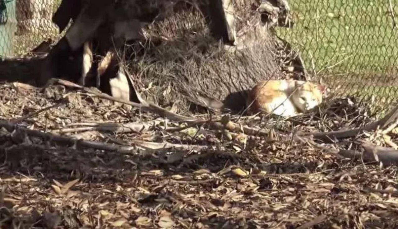 Due gattini tripodi trovano casa insieme