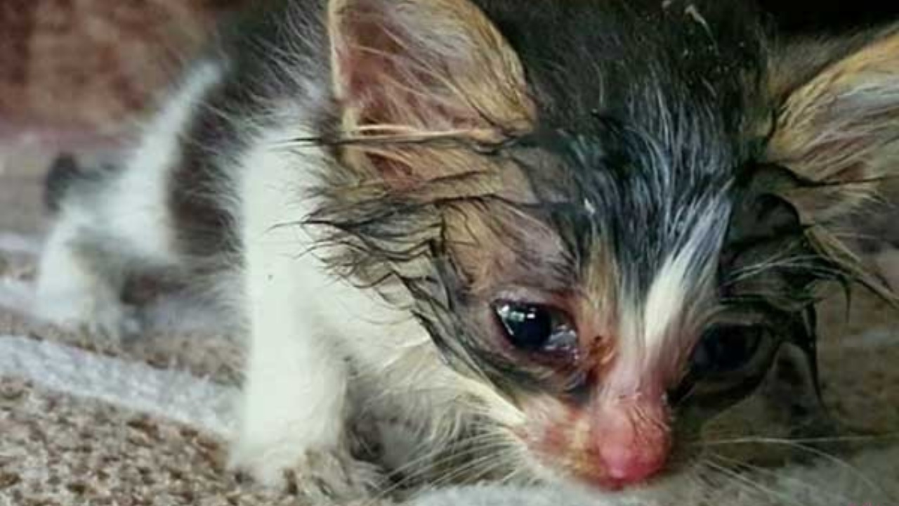 Gattino abbandonato trovato da un camionista