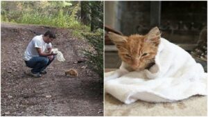 Gattino denutrito trovato nel bosco: uomo lo porta a casa e gli offre una nuova vita