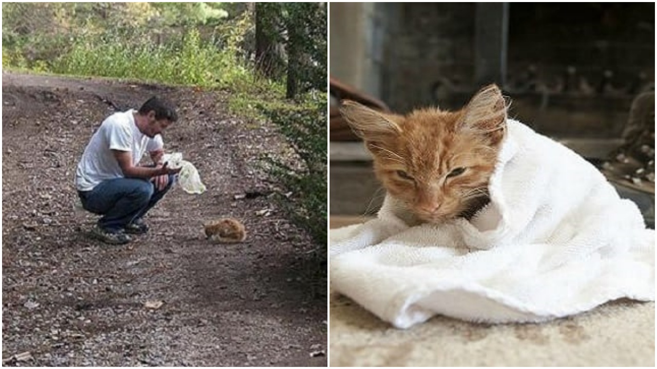 Gattino denutrito salvato da un uomo