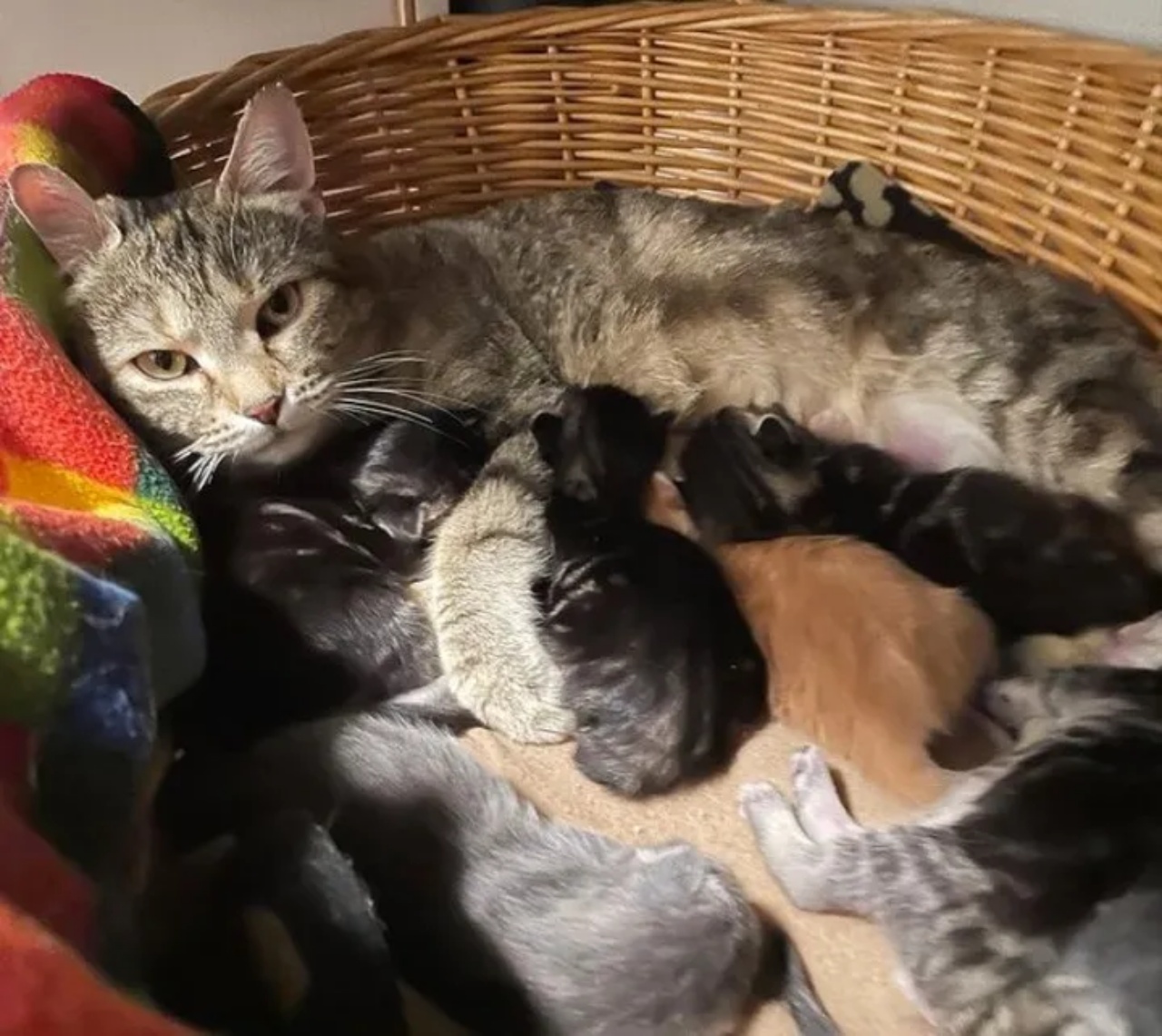 Gattino ritrova la sua mamma