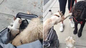 Gatto affettuoso: l’incontro dolce con i cani durante le passeggiate