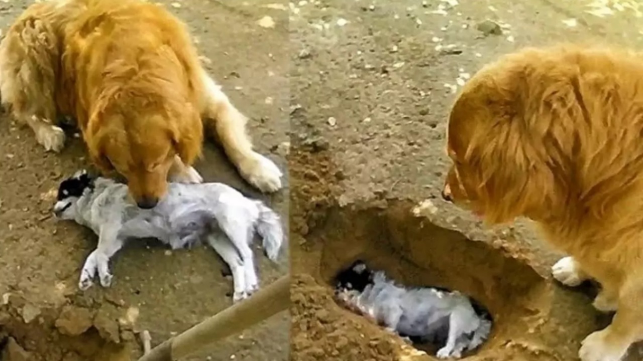 Golden Retriever piange per la scomparsa del suo amico