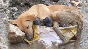 Nascosta tra i cespugli mamma cane partorisce i suoi piccoli e li protegge dai pericoli circostanti e dalla pioggia