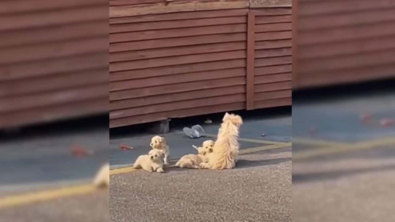 Mamma cane salva i suoi cuccioli