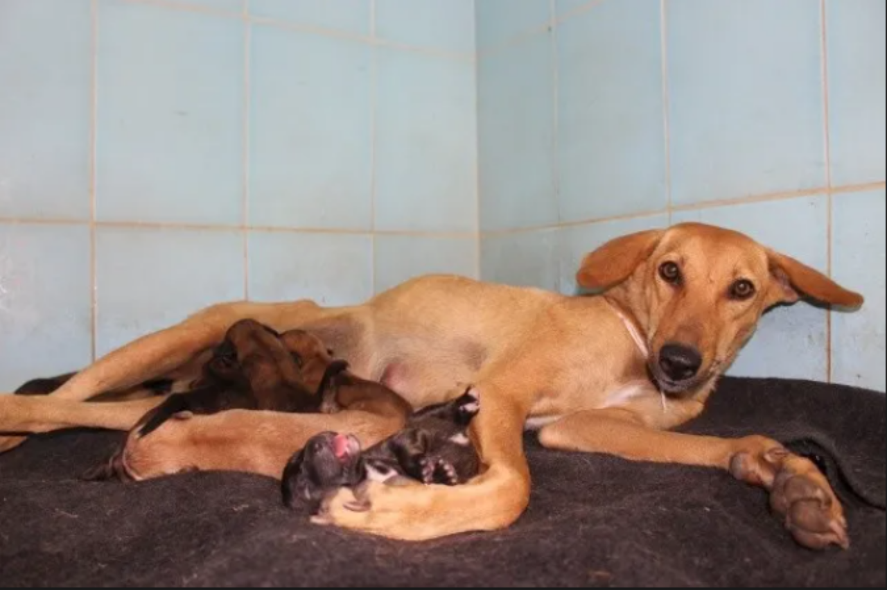 Mamma cane protegge i suoi cuccioli