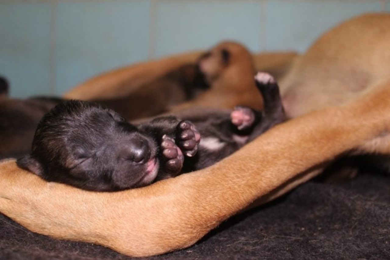 Mamma cane protegge i suoi cuccioli