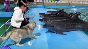 L’affascinante incontro tra un elegante Siberian Husky e 5 giocosi delfini (VIDEO)