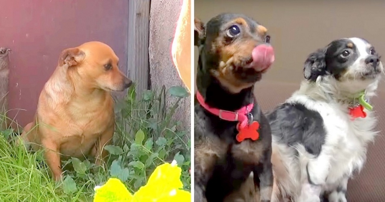 Tre cagnolini finiscono in strada