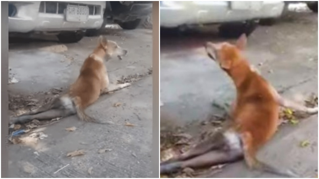 Cagnolina randagia investita da un'auto in corsa